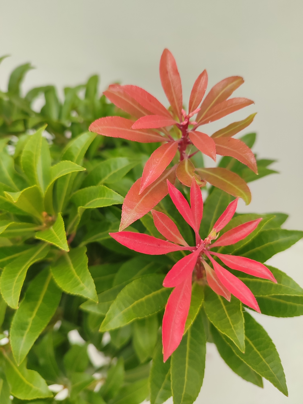 pieris mountain dett